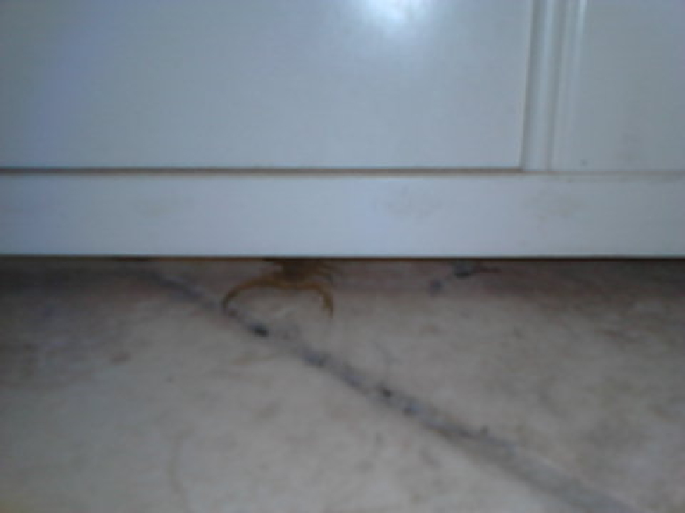 SCORPIAN CAMERA 10 203749 488
