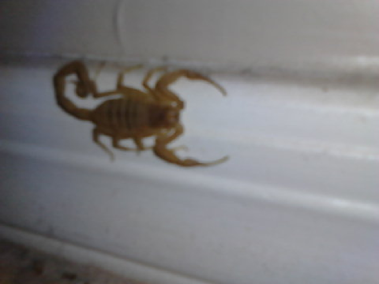 SCORPIAN CAMERA 10 205518 368